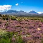 The fields around Mt. Nagaurhoe. 