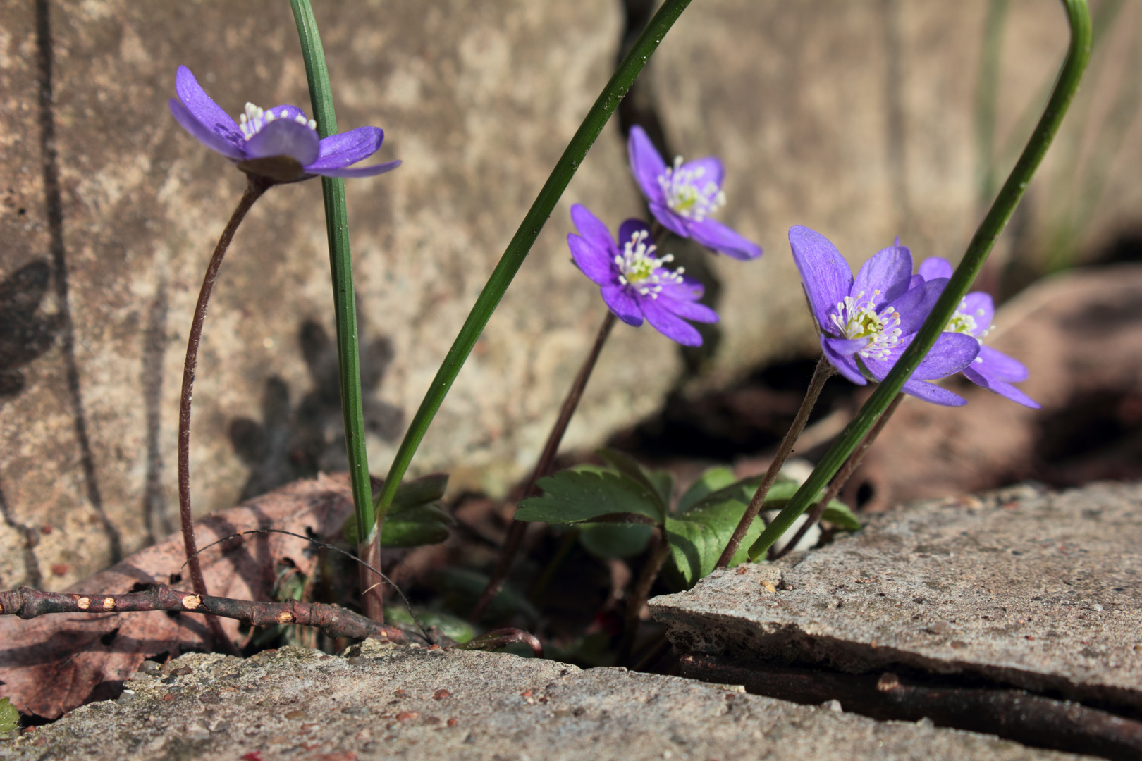 The fight for survival. Hepatica nobilis.