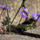 The fight for survival. Hepatica nobilis.