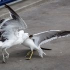 The fight of the Gulls