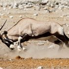 The fight - Oryx-Antilopen beim Kampf