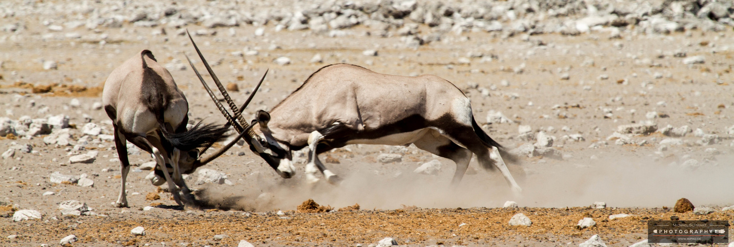 The fight - Oryx-Antilopen beim Kampf