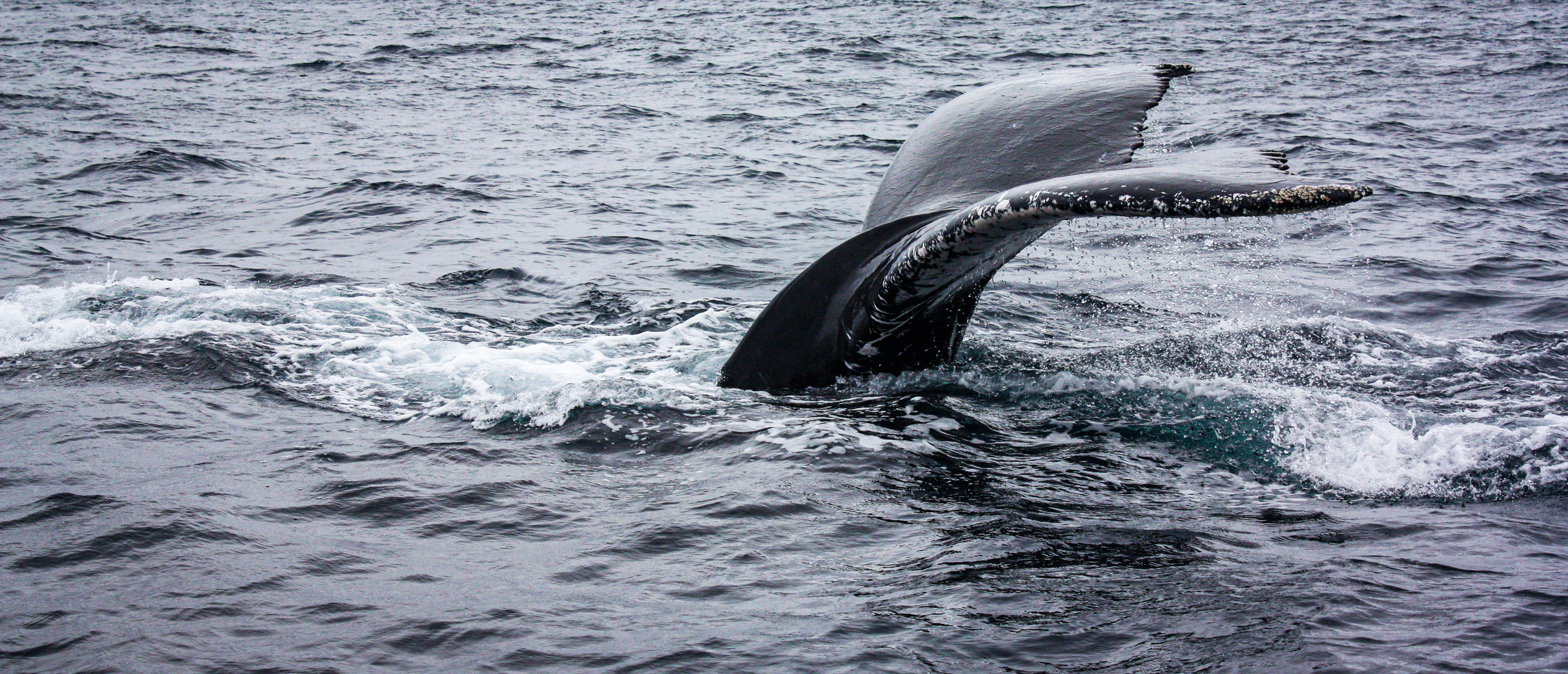 The fin of a whale