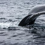 The fin of a whale