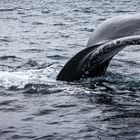 The fin of a whale