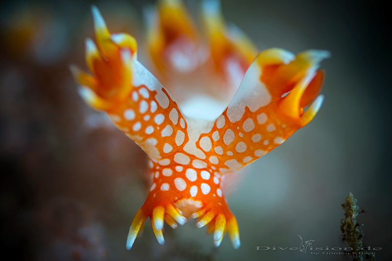 The Fire- Nudi