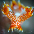 The Fire- Nudi