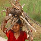 THE FIREWOOD LITTLE GIRL