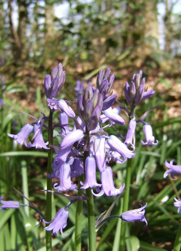 The first Bluebell