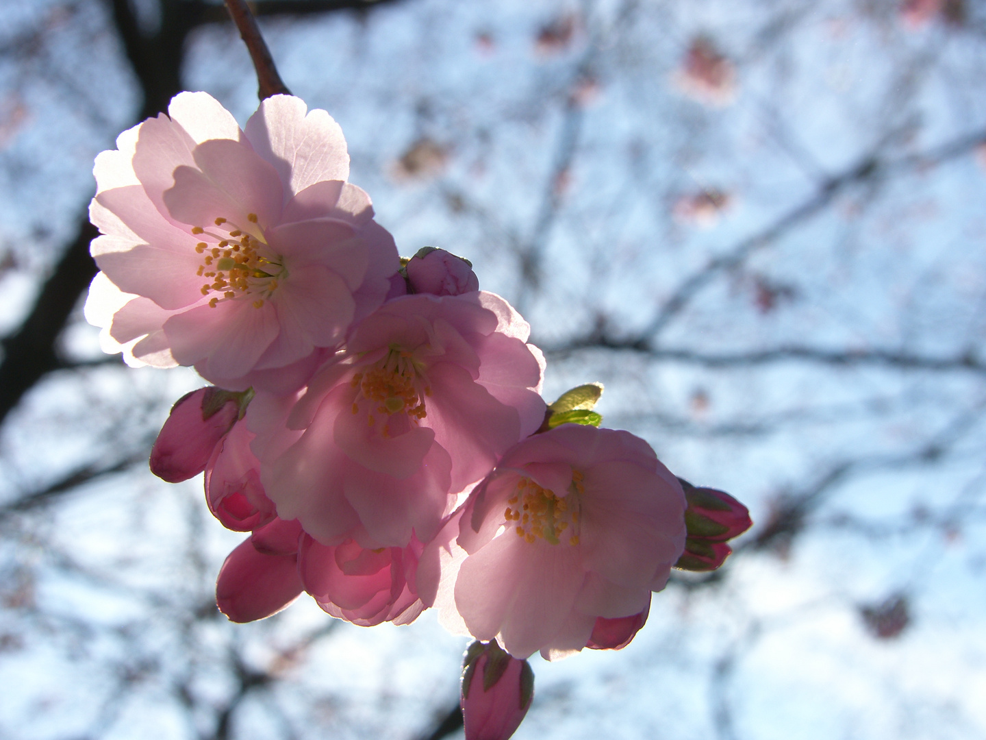 the first cherry blossoms2014