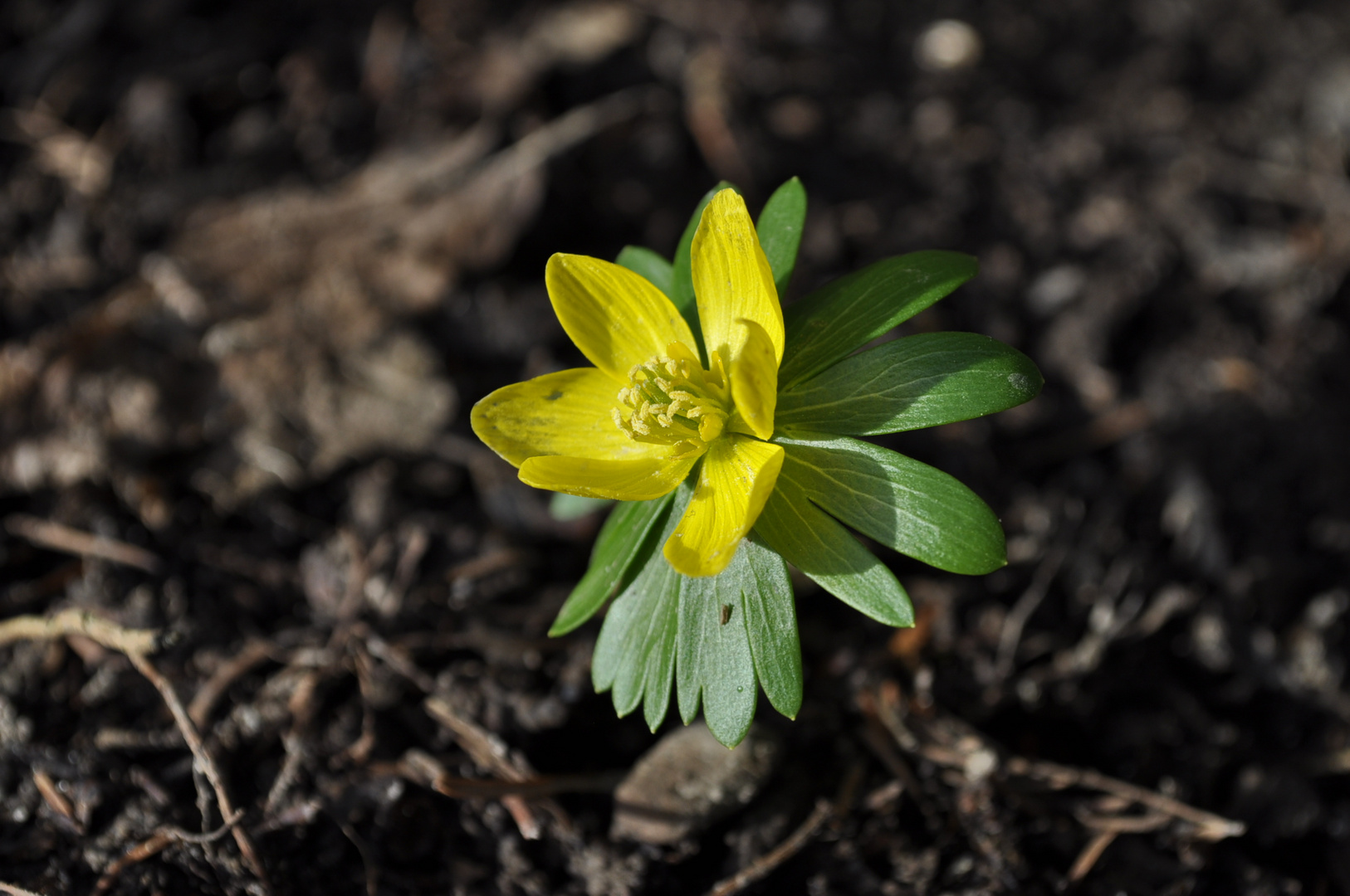 The first flower