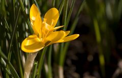 the first Flower of 2008 in my Garden