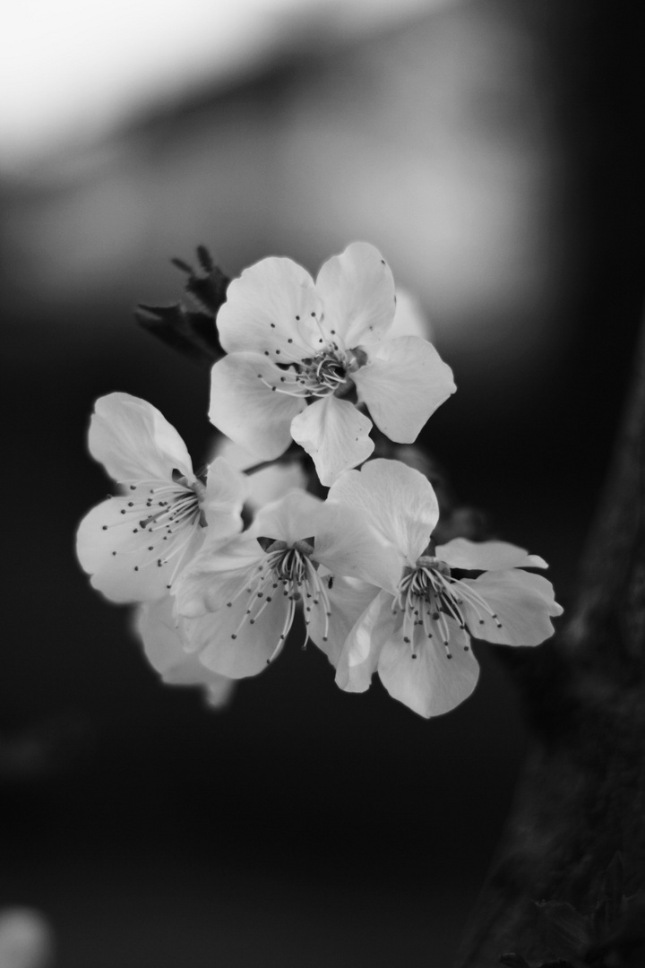 The first flowers