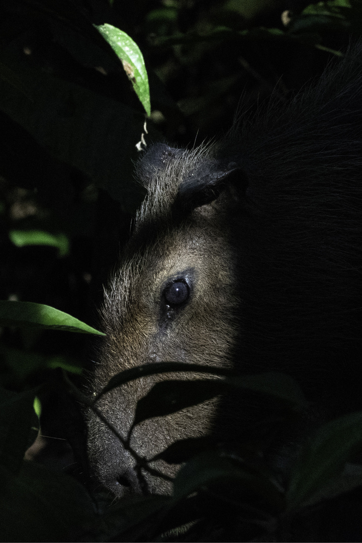 The first glance of Capybara