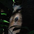 The first glance of Capybara