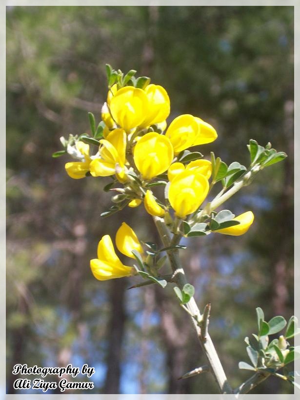 The first harbinger of spring Calicotome villosa