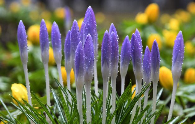 The first of spring flowers 