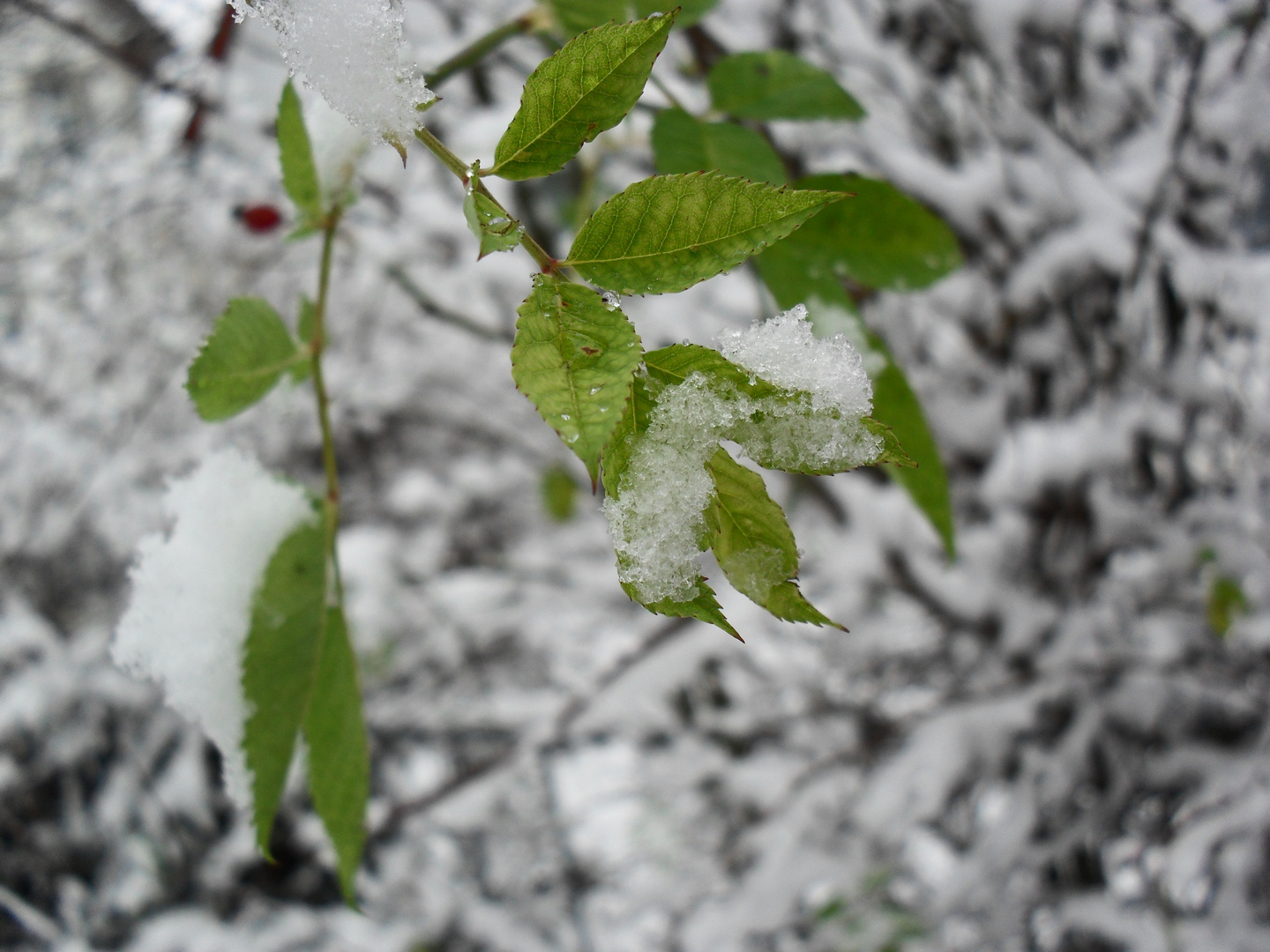 the first snow....