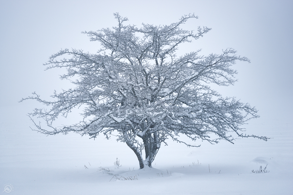 The First Snow