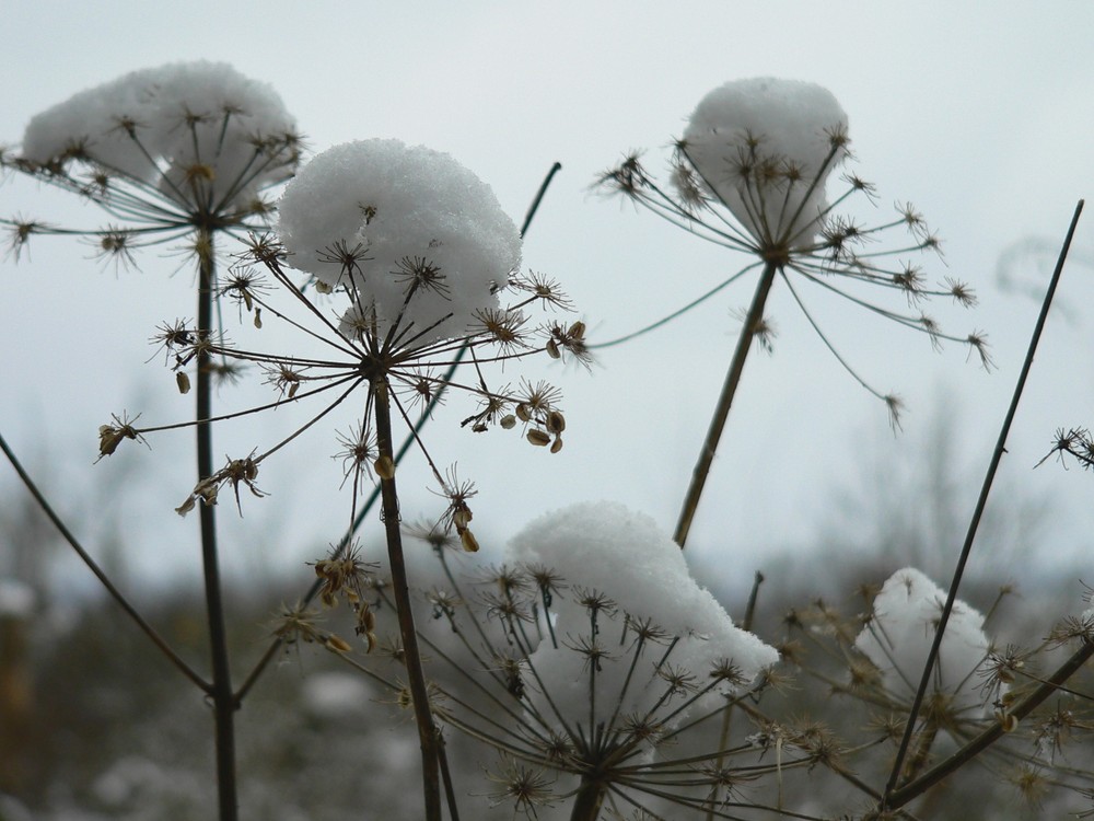 the first snow