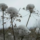 the first snow