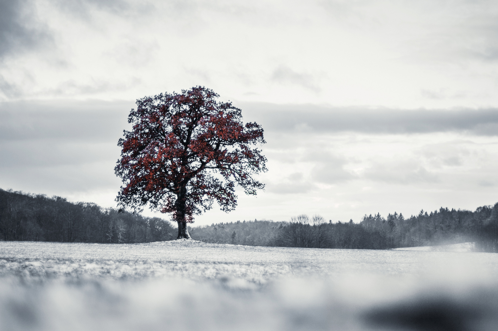 The first snow