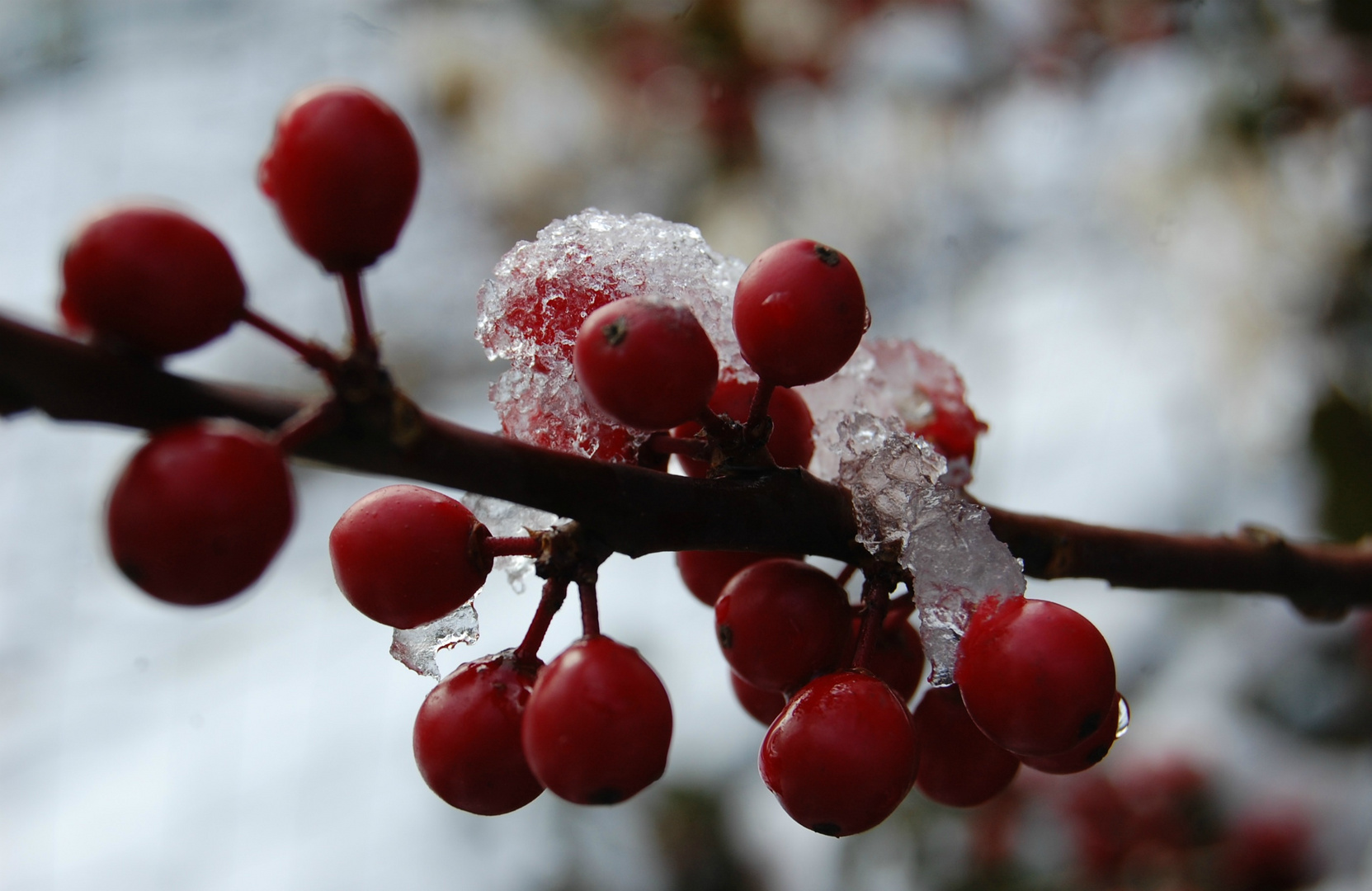 The first snowflakes.