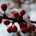 The first snowflakes.