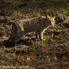 The first Wild Cat in National Park of Plitvice Lakes in Croatia