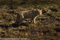 The first Wild Cat in National Park of Plitvice Lakes in Croatia