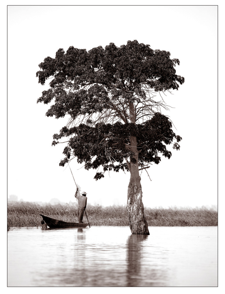 The fisherman and the tree