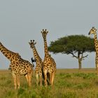 the five long necks