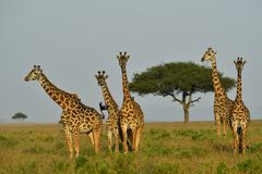 the five long necks