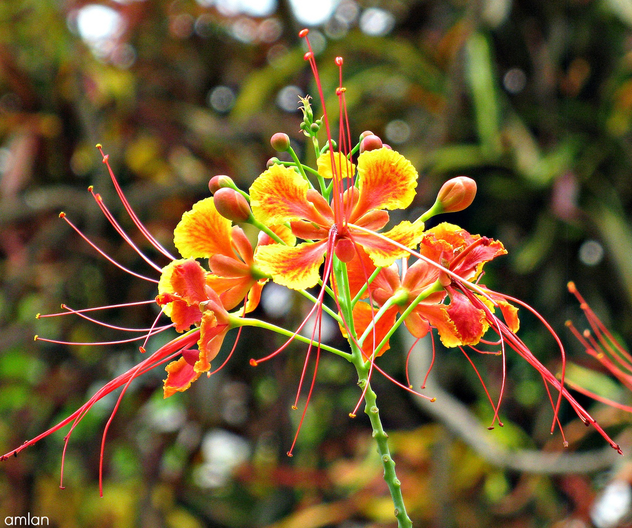 THE FLAMBOYANT.... DELONIX REGIA