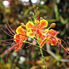 THE FLAMBOYANT.... DELONIX REGIA