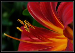 The flame still burns *