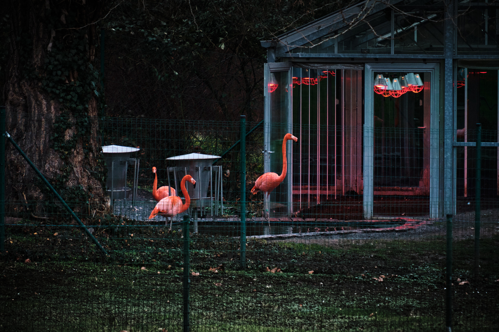 the flamingohouse