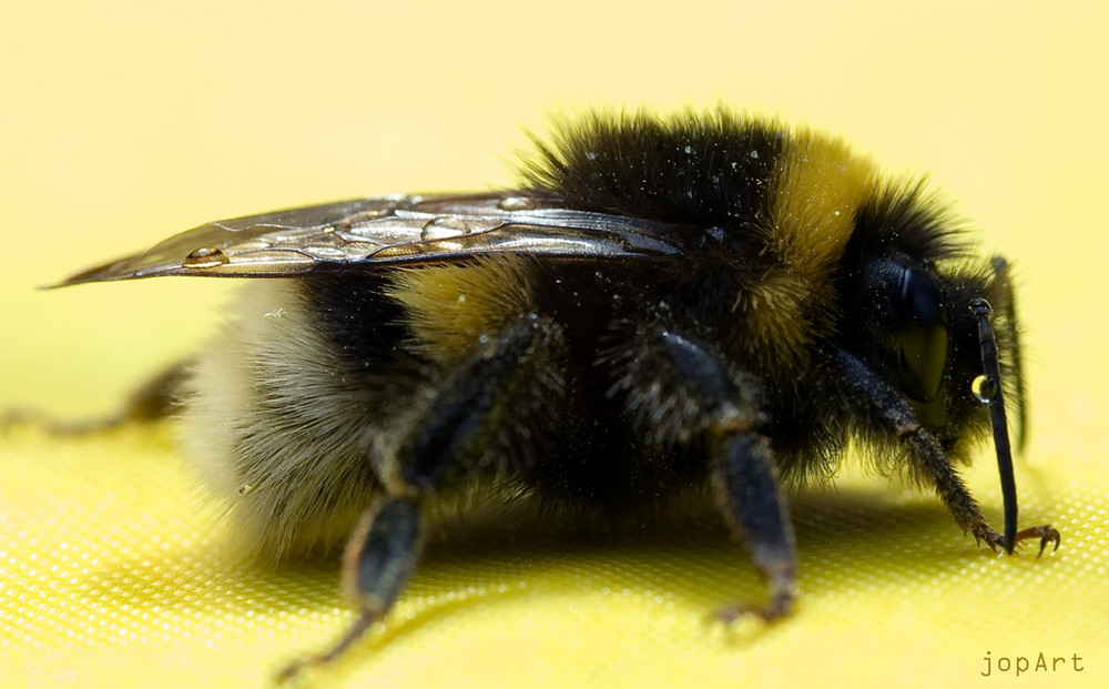 the flight of the bumble bee