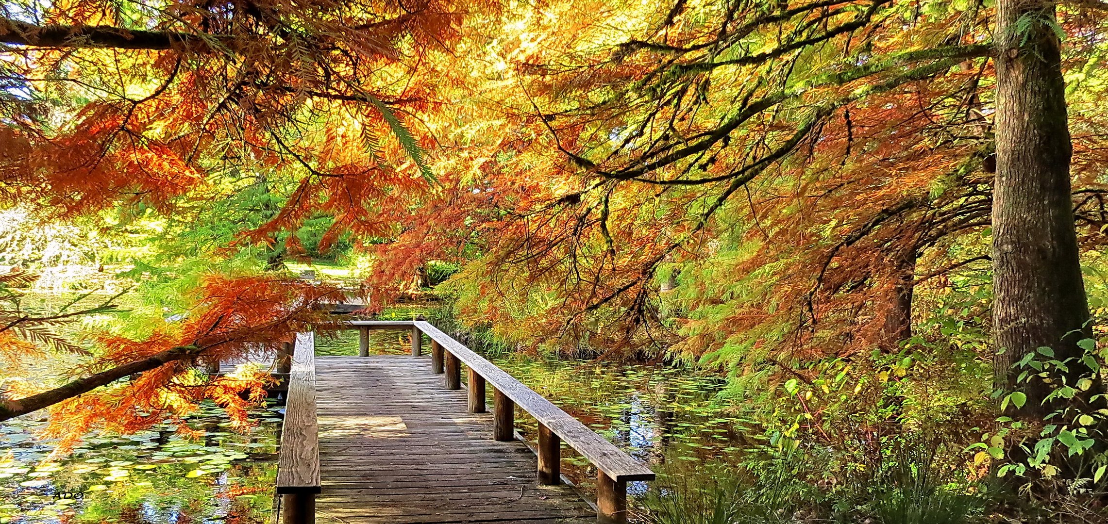 The Floating Bridge