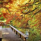 The Floating Bridge