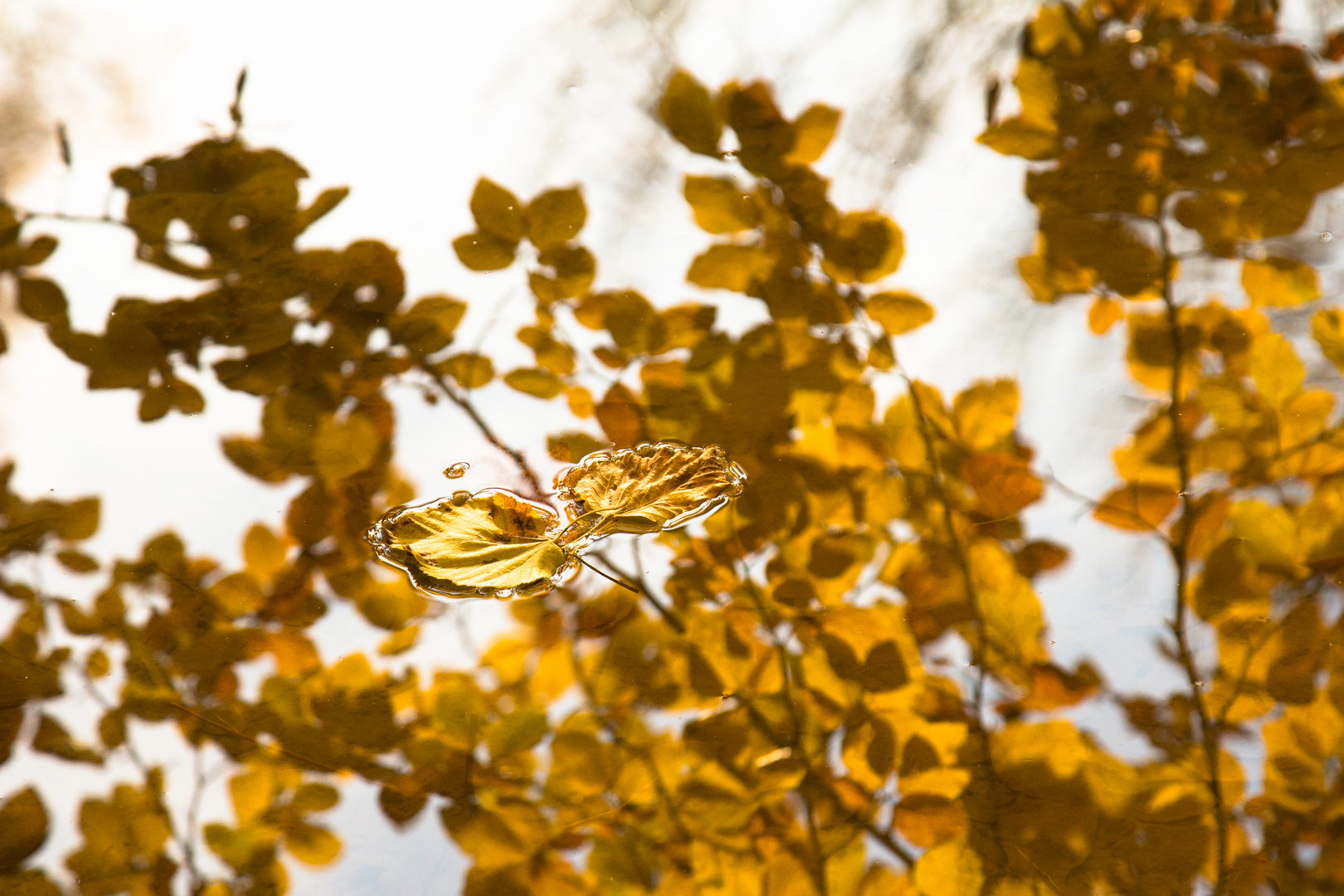 The Floating Leaves