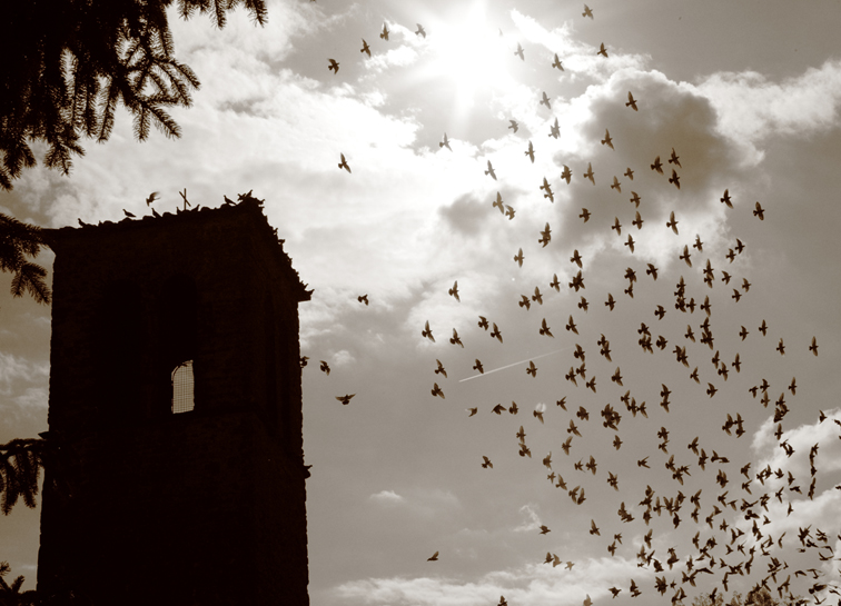 The flock in the sunset