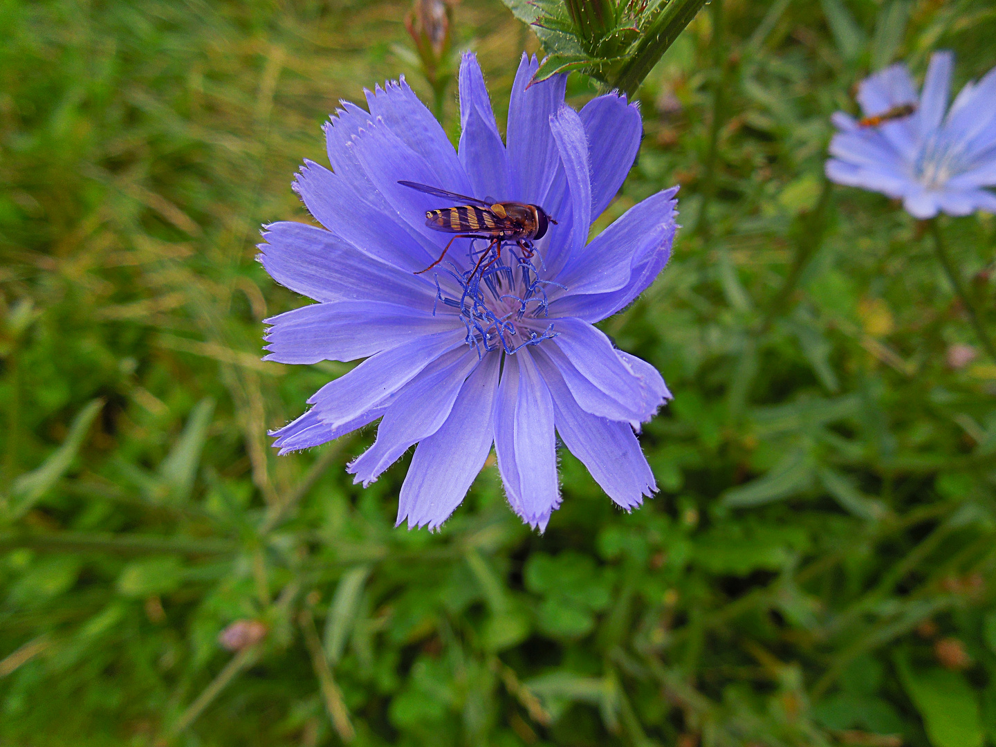 The Flower and The Bee