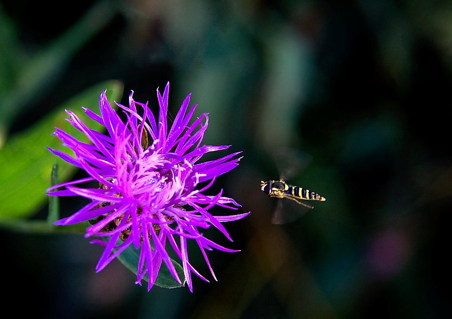 The Flower and the insect