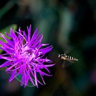 The Flower and the insect