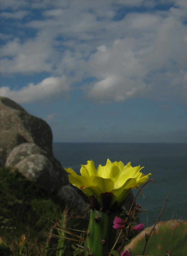 The flower and the sea