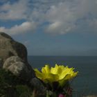 The flower and the sea