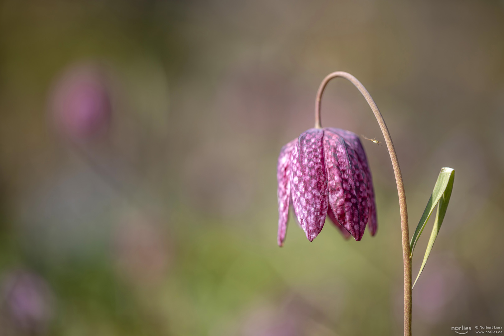 The flower and the spider