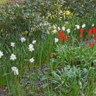 The flower-bed