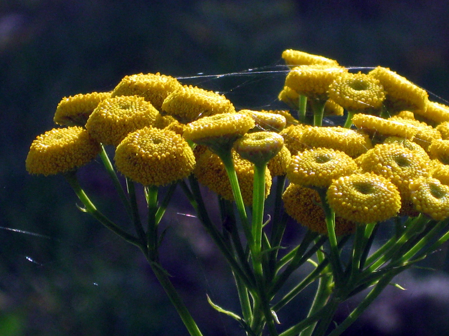 the flower